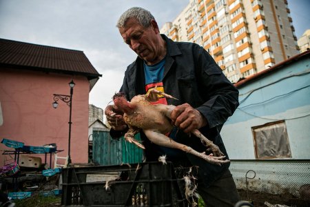 Свинополис: Киев превращается в хутор с овцами и индюками (ФОТОРЕПОРТАЖ)