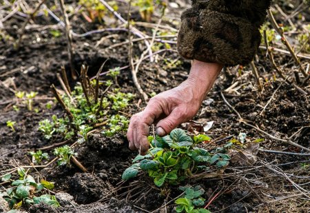 Свинополис: Киев превращается в хутор с овцами и индюками (ФОТОРЕПОРТАЖ)