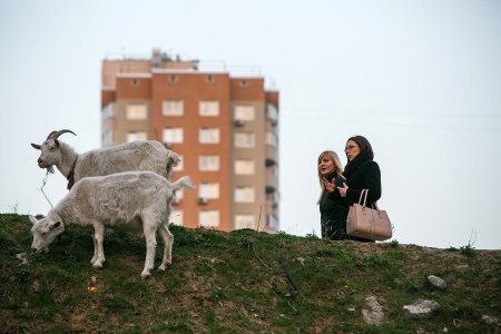 Свинополис: Киев превращается в хутор с овцами и индюками (ФОТОРЕПОРТАЖ)