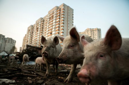 Свинополис: Киев превращается в хутор с овцами и индюками (ФОТОРЕПОРТАЖ)