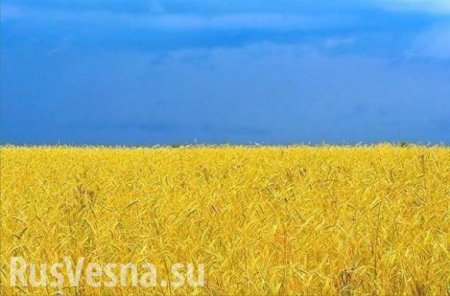 Киев исчерпал квоту беспошлинного экспорта пшеницы в ЕС, — торгпред Украины