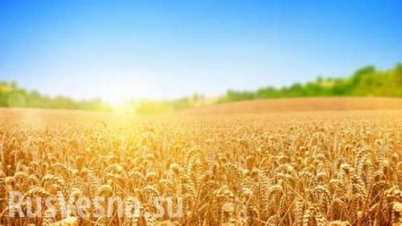 Минсельхоз США озвучил свой прогноз по российской пшенице