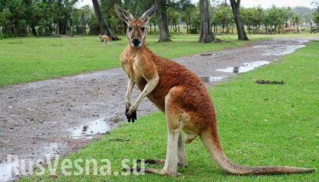 Австралиец готовил теракт с помощью кенгуру