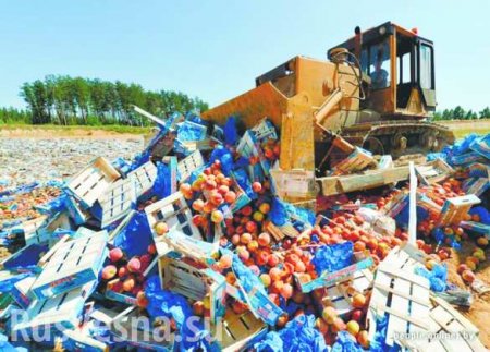 Десятки тонн контрабандной черешни и яблок из Украины и Польши уничтожены в России