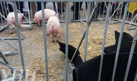 Горилка с салом: работники «Укрспирта» привели к зданию кабмина в Киеве свиней