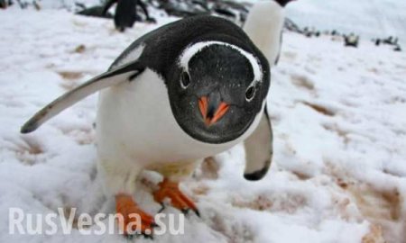 «Богатство Украины будет прирастать Антарктидой» — в Незалежной заявляют претензии на Южный полюс