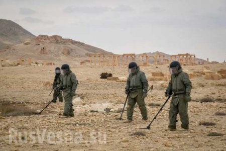 Яркие кадры: Российские военные с собаками ликвидируют «подарки» ИГИЛ в Пальмире (ФОТО)