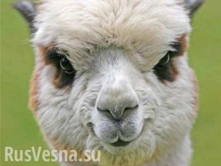 В украинском зоопарке насмерть закормили альпаку