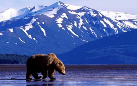Эксперты оценили возможность возвращения Аляски в состав России