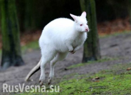Кенгуру-альбинос из Украины не пережил ростовскую грозу