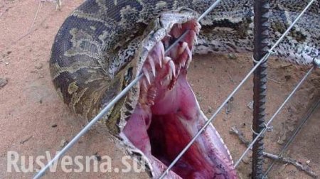 Огромная змея рухнула в спортклуб через потолок (ФОТО)