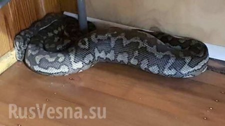 Огромная змея рухнула в спортклуб через потолок (ФОТО)