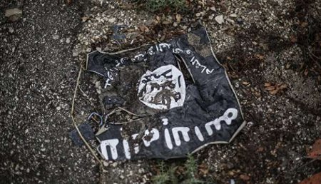 СМИ: в Ираке кабаны атаковали и загрызли трёх боевиков ИГ