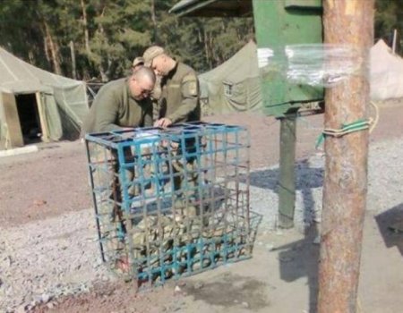 Можно кормить: под Харьковом бойцов ВСУ наказывали, запирая в клетки