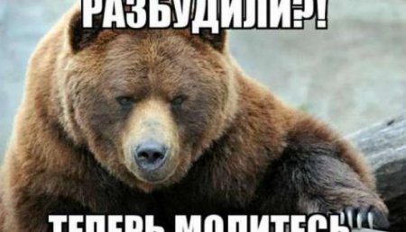 Бывший глава французкой разведки: «Не нужно дразнить русского медведя»