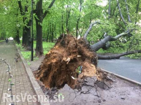 Число жертв урагана в Москве возросло до 14 человек