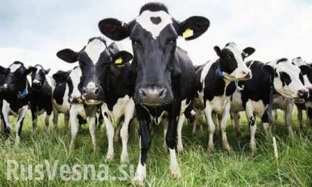 Британского миллионера затоптали насмерть коровы (ФОТО)