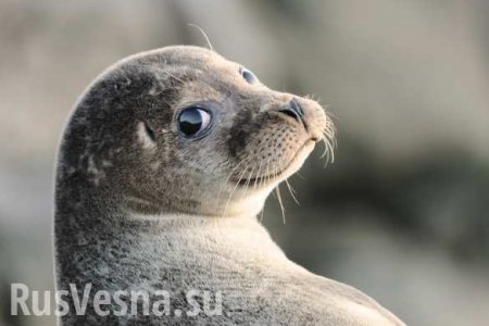 «Северный поток-2» может навредить тюленям, — власти Эстонии