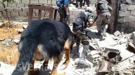 Городские бои: Спецназ САА с собаками выискивает норы боевиков и отвоевывает кварталы под Дамаском (ФОТО)
