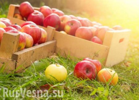 Дружба за яблоки: почему Польша говорит Москве о «добрых намерениях»