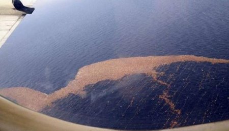Львовская Республика: В Тихом океане найдено скопление мусора размером больше Франции