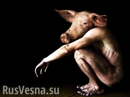 Ученые впервые вырастили свиней с «человеческими» органами