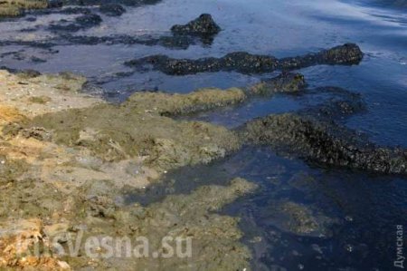 Ужасы отдыха в Одессе: гниющие водоросли, вонь и мусор (ФОТО)