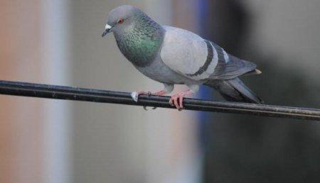 В Иране пресекли сеть из ста голубей-наркодилеров