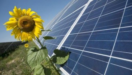 На Украине и в США селяне опасаются, что солнечные электростанции высосут у Солнца всю энергию