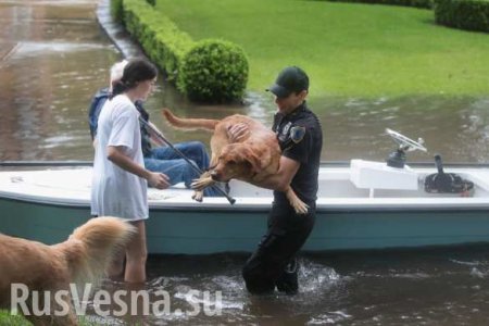 Подвиг ради питомца: как в Техасе во время наводнения спасают животных (ВИДЕО)