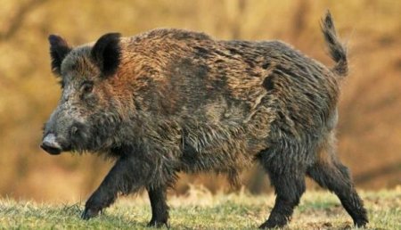Африканская чума свиней: пользователи соцсетей задумались над реальным предназначением украинских боевых кабанов