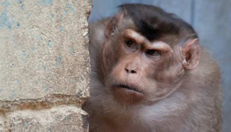 Вьетнам намерен увеличить поставки обезьян в Россию