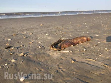 Ураган «Харви» вынес на техасский пляж загадочное существо с острыми зубами (ФОТО)