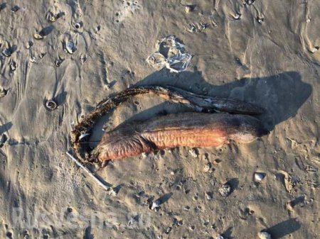 Ураган «Харви» вынес на техасский пляж загадочное существо с острыми зубами (ФОТО)
