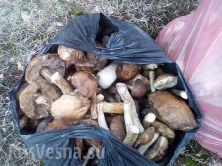 Украинцы пытались вынести из зоны ЧАЭС десятки килограммов радиоактивных грибов (ФОТО)