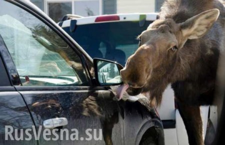 В Москве очевидцы и полиция ловили заблудившегося лося (ВИДЕО)