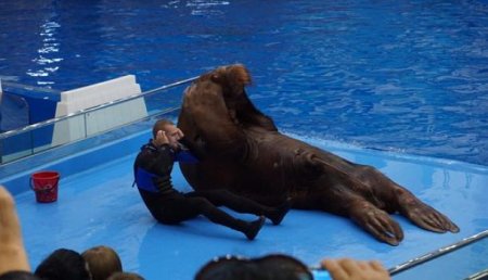 Тренера Приморского океанариума уволят за избиение моржа Миши