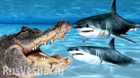 Аллигаторов застали за поеданием акул (ФОТО, ВИДЕО)