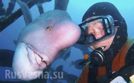 Японец 30 лет дружит с рыбой, чья голова похожа на человеческую (ФОТО, ВИДЕО)