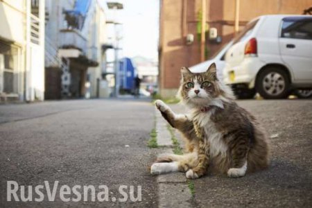 «Бедный мяу-мяу»: кадры с мёртвым котом «порвали» Интернет (ВИДЕО)