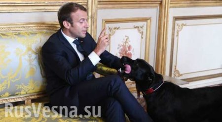 Собака Макрона помочилась на камин в Елисейском дворце (ВИДЕО)