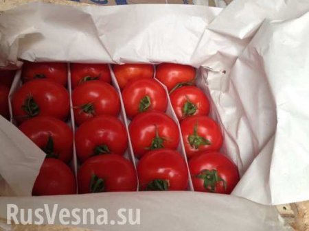 Россия разрешила ввоз турецких помидоров
