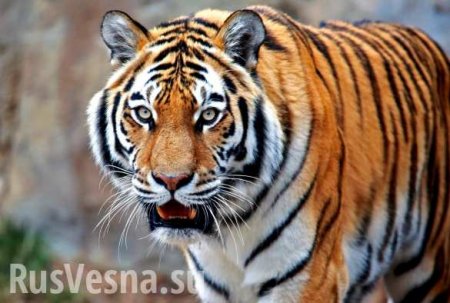 «Как будто неведомое чудище проглотило Владика»: маршрут знаменитого тигра из Владивостока озадачил ученых (ФОТО, ВИДЕО)