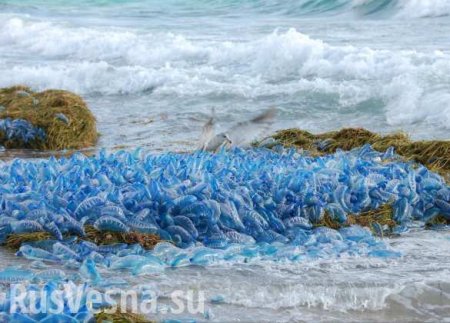 Тысячи морских обитателей умирают в агонии на берегах Австралии (ВИДЕО)