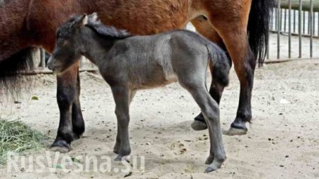 Мигрант изнасиловал пони в немецком зоопарке на глазах у детей