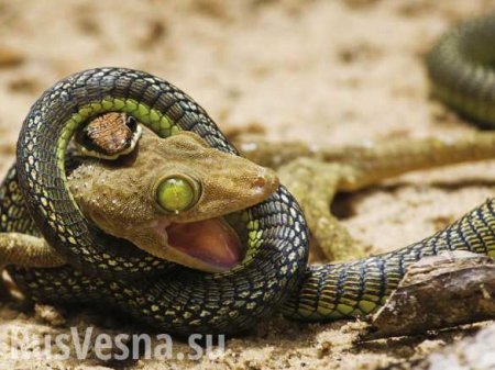 Внезапный захват: змея и геккон схватились насмерть (ВИДЕО)