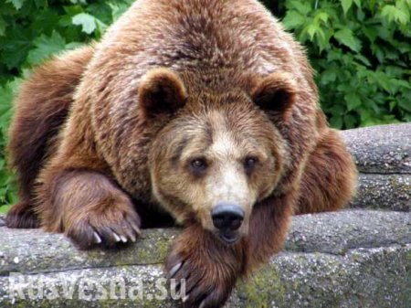 Австрийцы спасают медведей из украинского плена