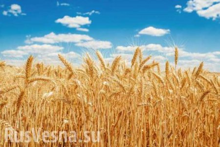 Россия увеличила экспорт пшеницы почти на 30%