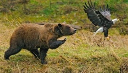 А ещё вас принудительно примут в пионеры: Британских фанатов на ЧМ-2018 в России предупредили об атаках голодных медведей