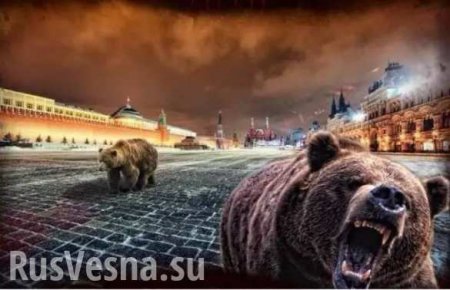 Британских фанатов пугают атаками голодных медведей на ЧМ-2018 в России